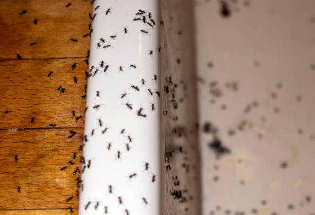 Best Affordable Pest Control Services  in Gordonsville, VA